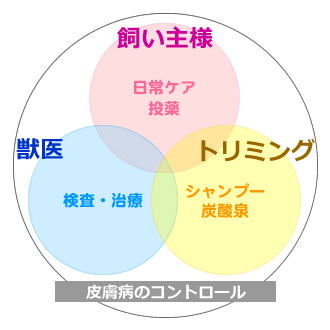 アクア動物病院での皮膚治療